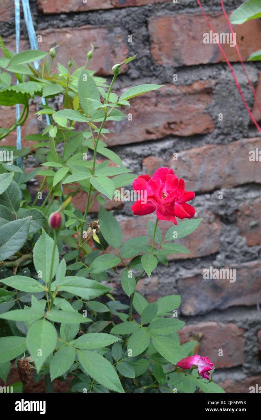 roseflower, tree Stock Photo