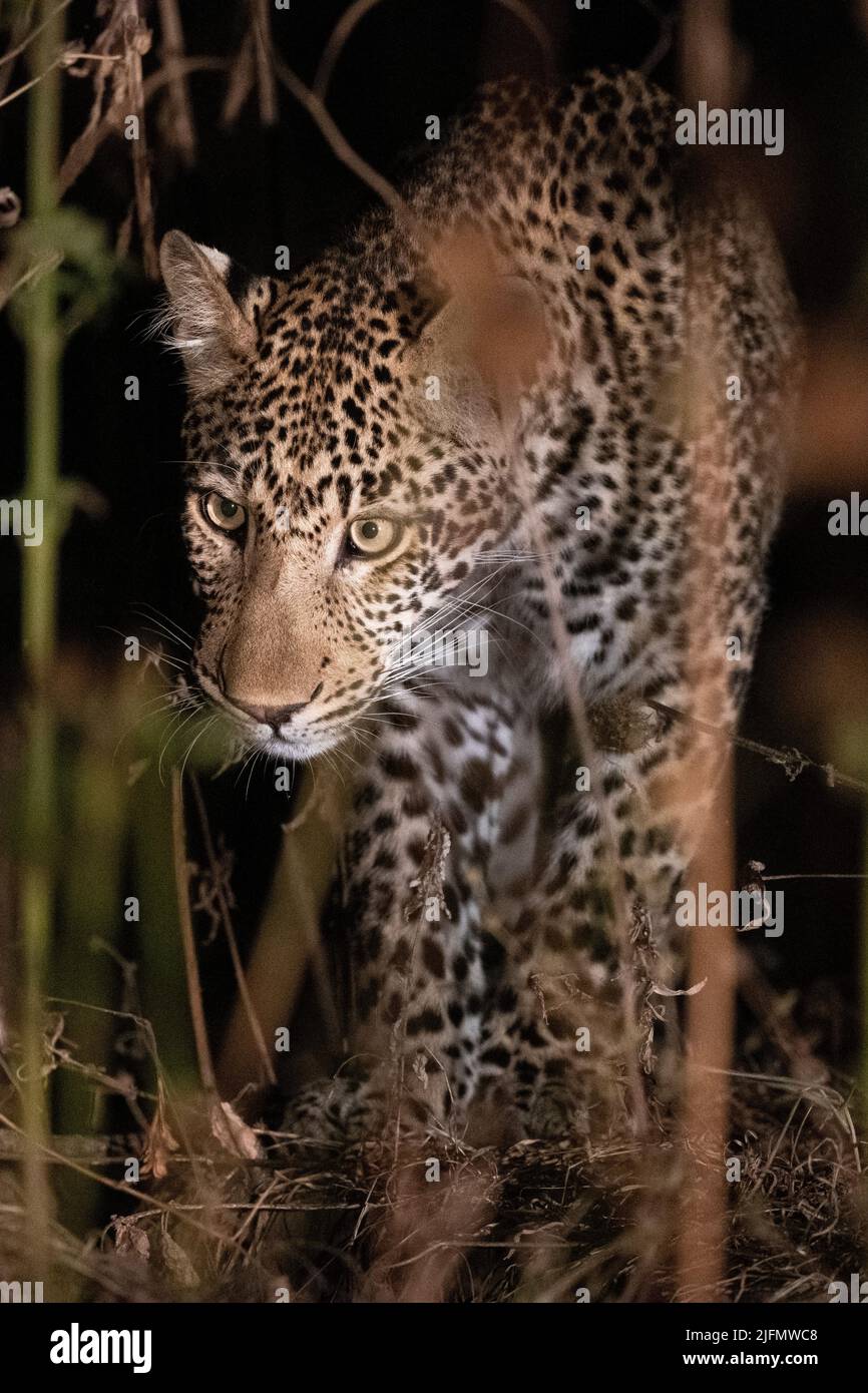 Zambia, South Luangwa National Park. Young female African leopard in ...