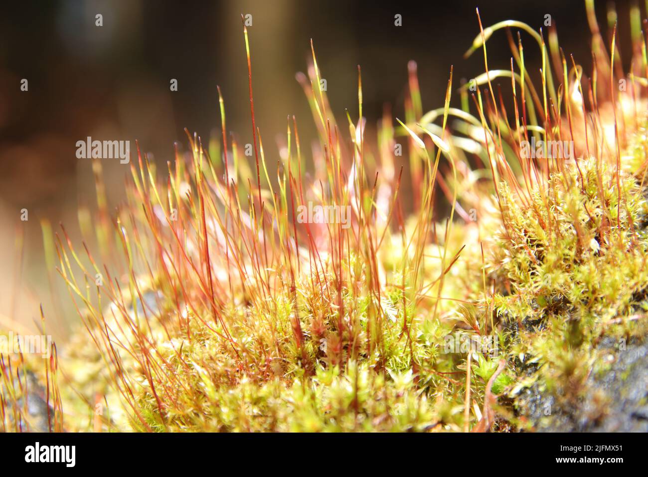 A closeup shot of moss and grass on blurry background Stock Photo