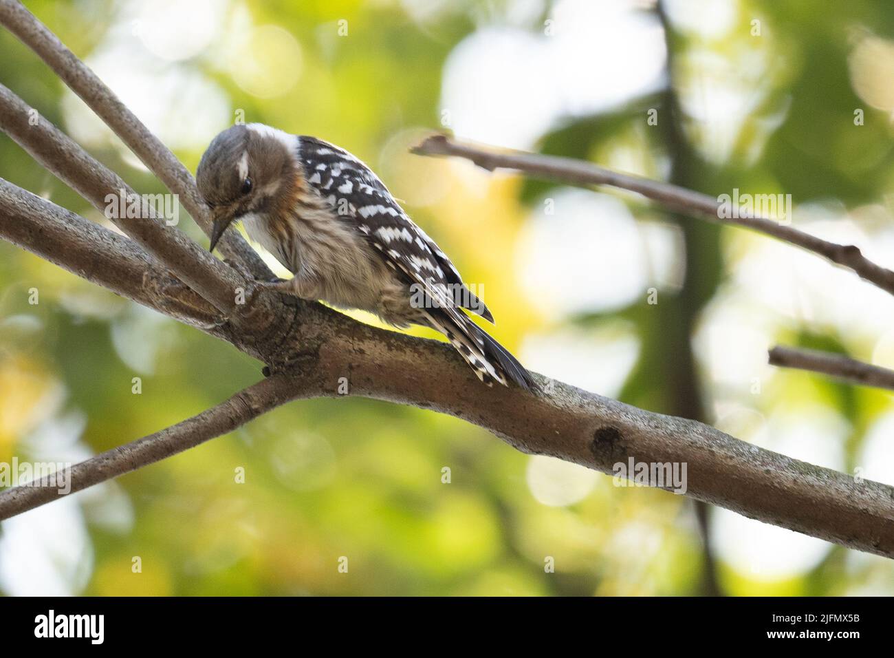 A closeup portrait of a beautiful Japanese pygmy woodpecker sitting on a branch on blurry background Stock Photo