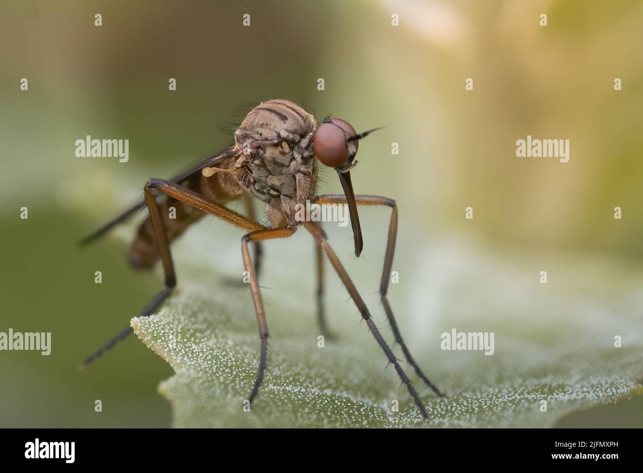 Syrphes dans le jardin, insectes pollinisateurs Stock Photo