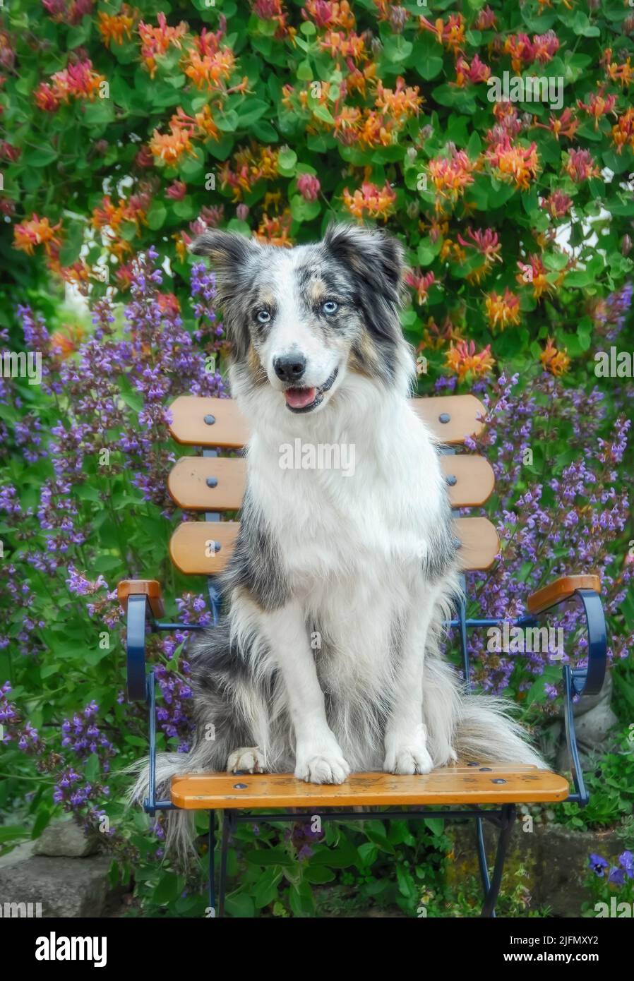 Border collie flowers hi res stock photography and images Alamy