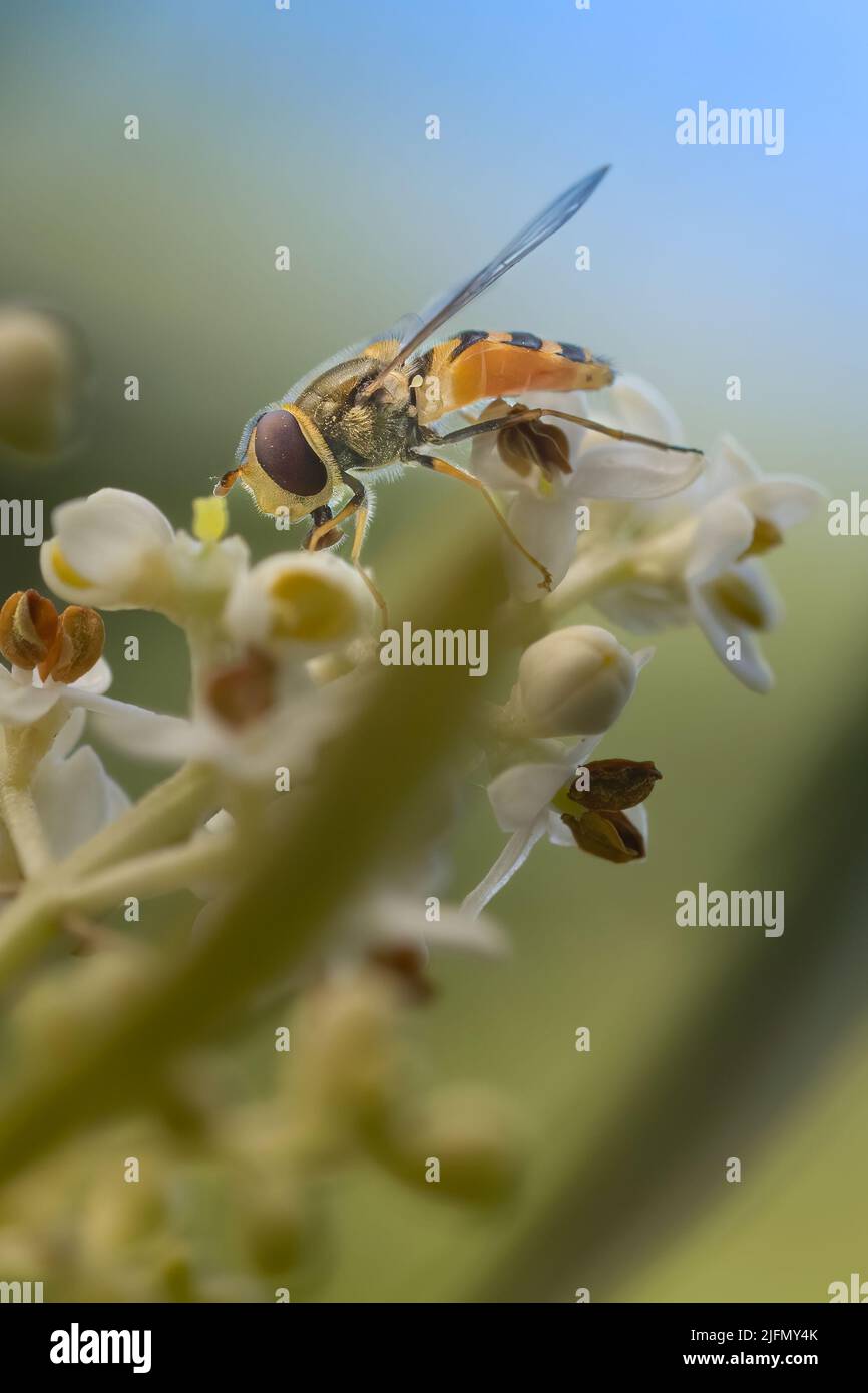 Syrphes dans le jardin, insectes pollinisateurs Stock Photo