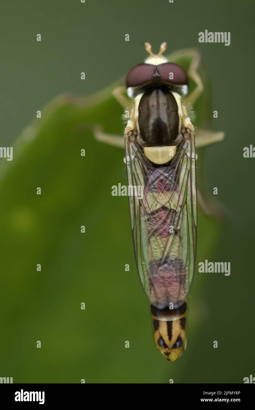 Syrphes dans le jardin, insectes pollinisateurs Stock Photo