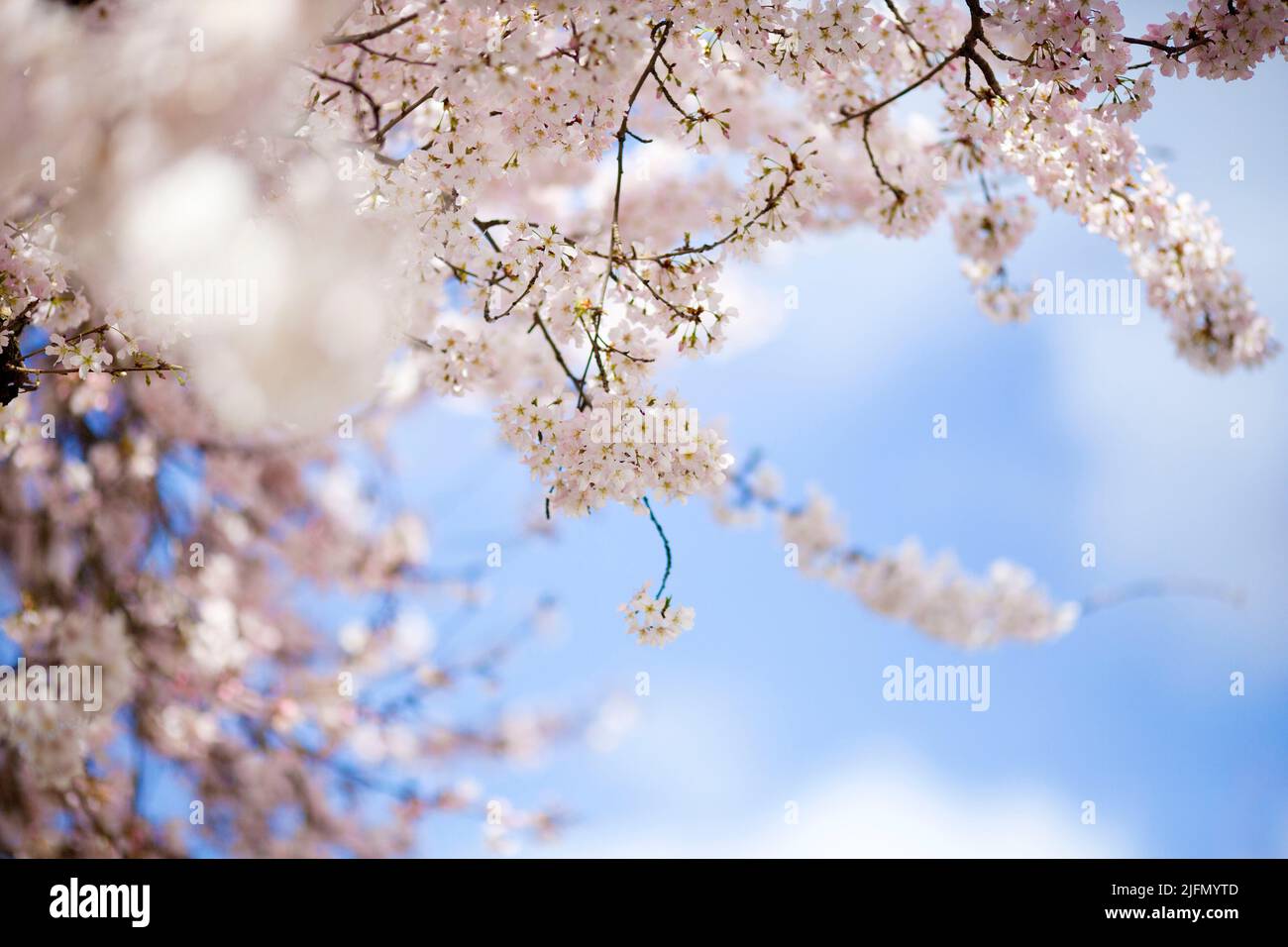 Flowers bloom in West London Stock Photo Alamy