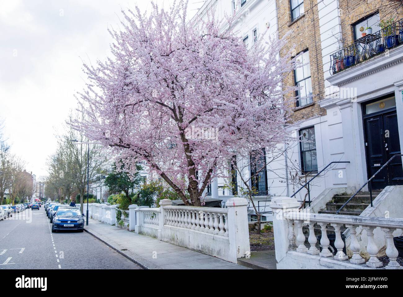 Flowers bloom in West London Stock Photo Alamy