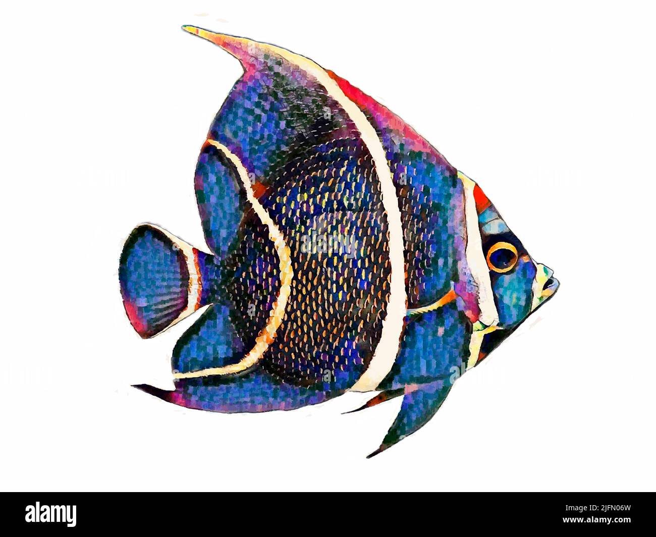 An illustration portrait of a colorful Angelfish on white background