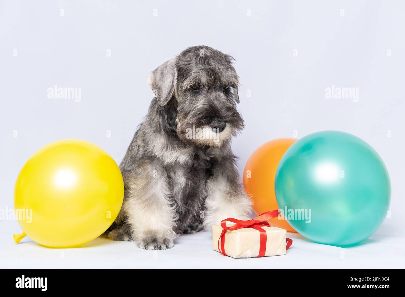 Pedigree dog gift hi-res stock photography and images - Alamy
