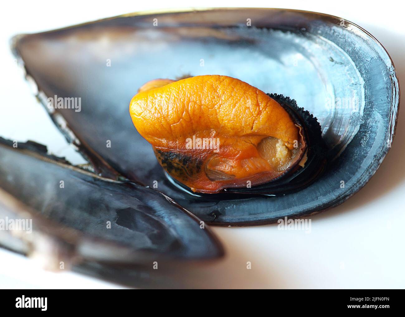 Mussel closeup Stock Photo