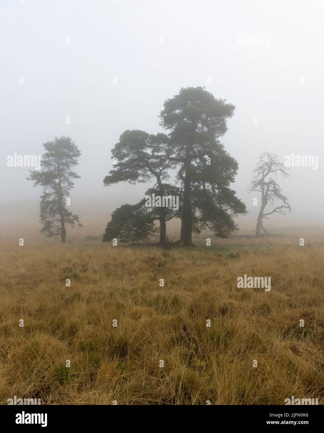 Scots pine trees in the mist at Priddy Mineries Nature Reserve in the Mendip Hills, Somerset, England. Stock Photo