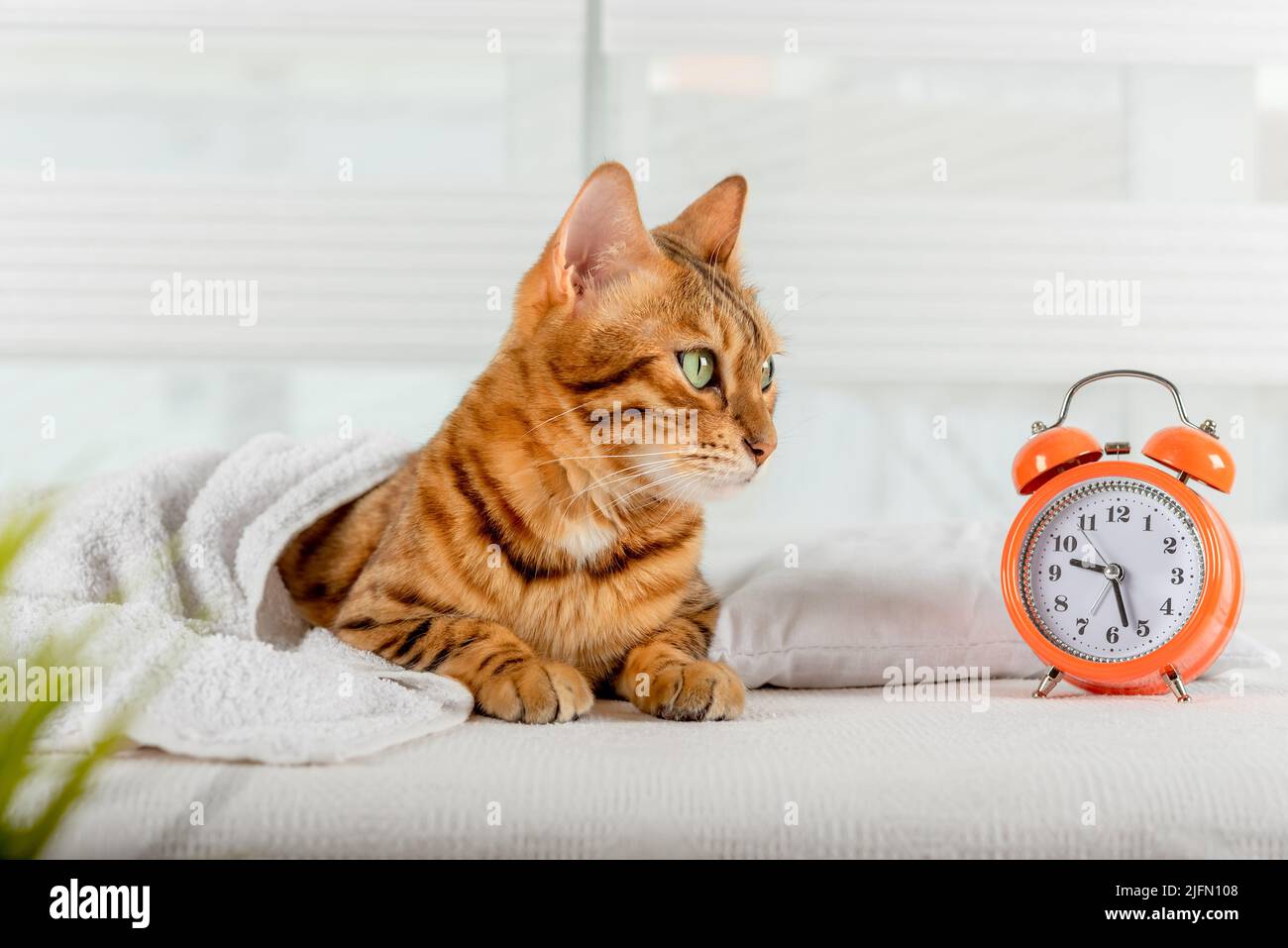 Nighttime Cat Noise Alarm For Apartment photo