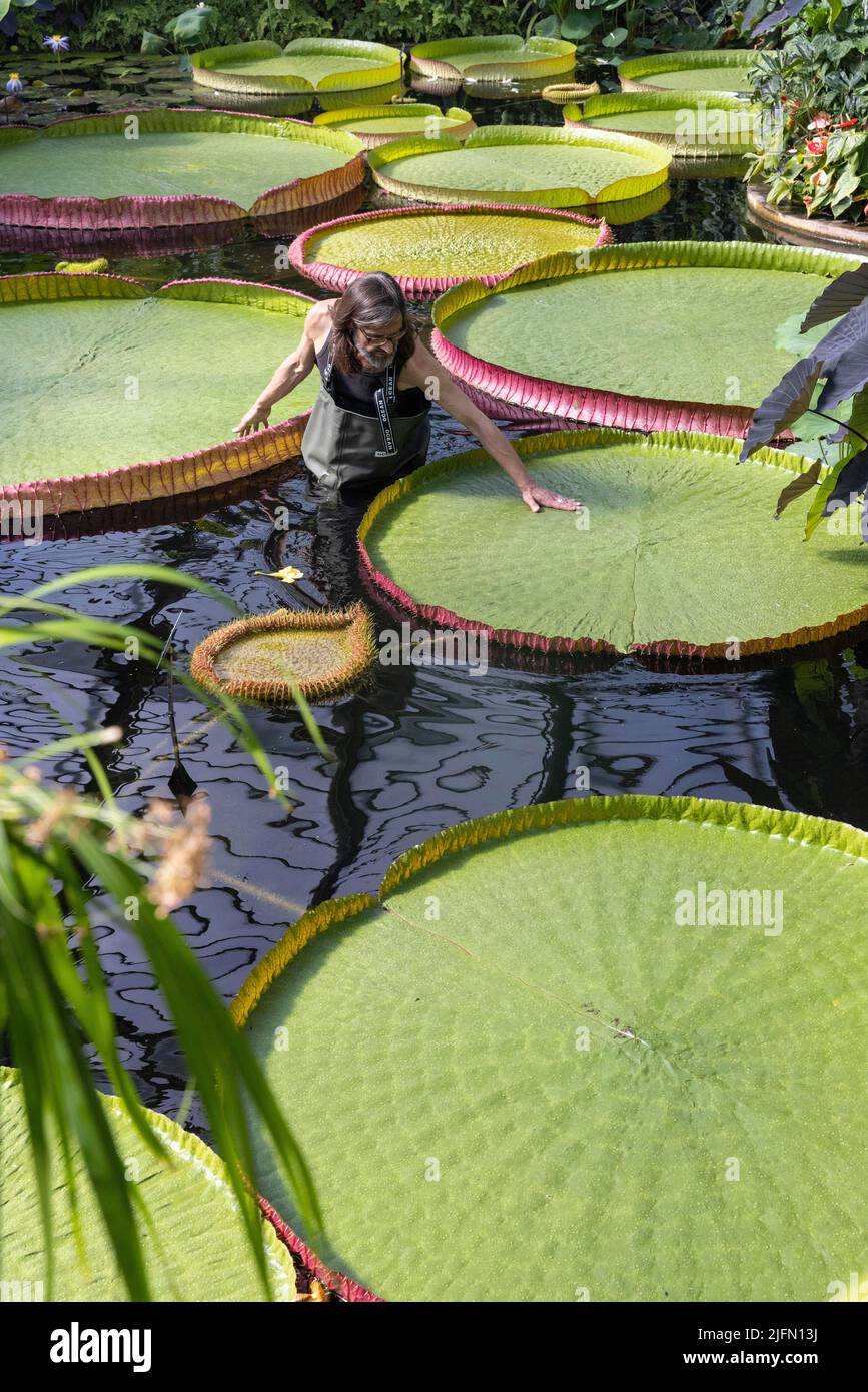 Horticulturist Carlos Magdalena with freelance Kew botanical artist Lucy Smith amongst Giant waterlily 'genus Victoria' ,Kew Gardens, Surrey, UK Stock Photo