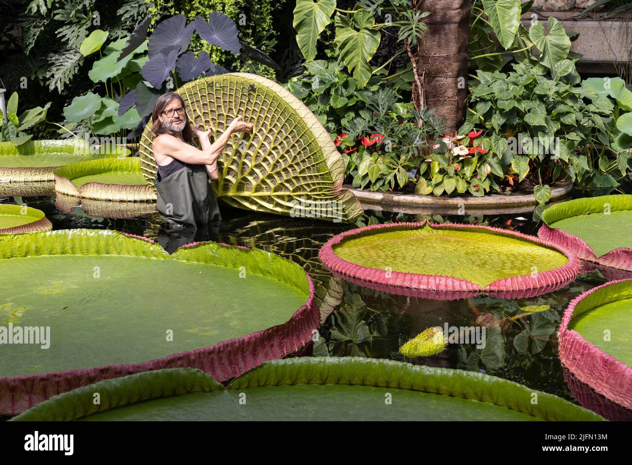 Horticulturist Carlos Magdalena with freelance Kew botanical artist Lucy Smith amongst Giant waterlily 'genus Victoria' ,Kew Gardens, Surrey, UK Stock Photo