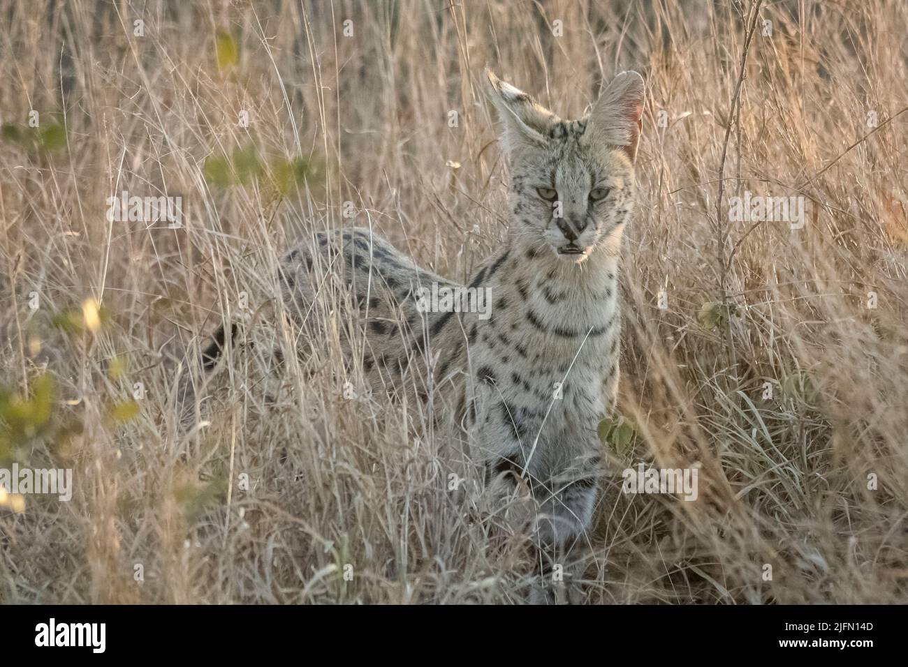 A closeup of a serval cat sitting in dry grass Stock Photo - Alamy