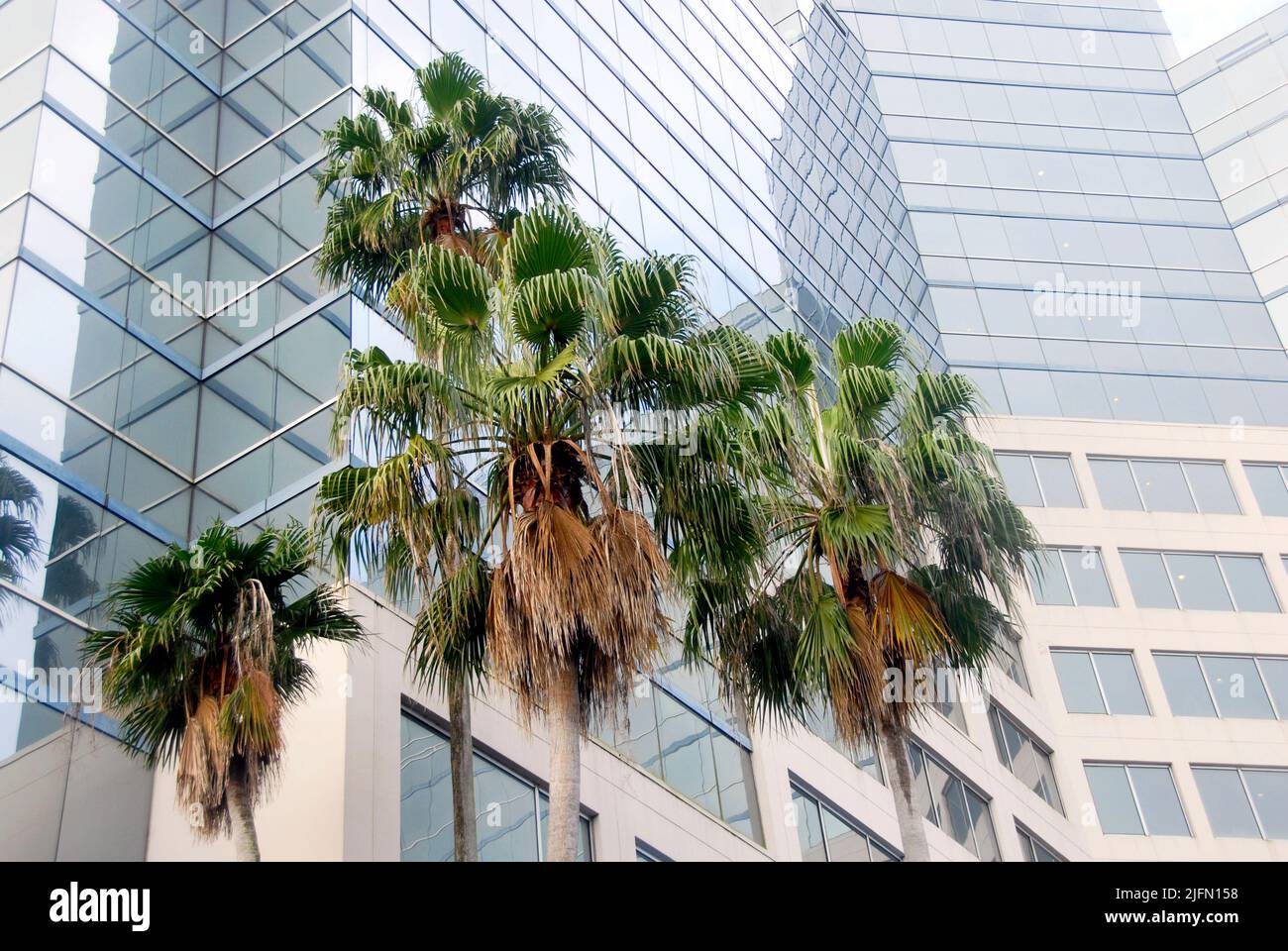 Palm trees in grounds of a hotel, Miami, Florida, USA with hotel in background Stock Photo
