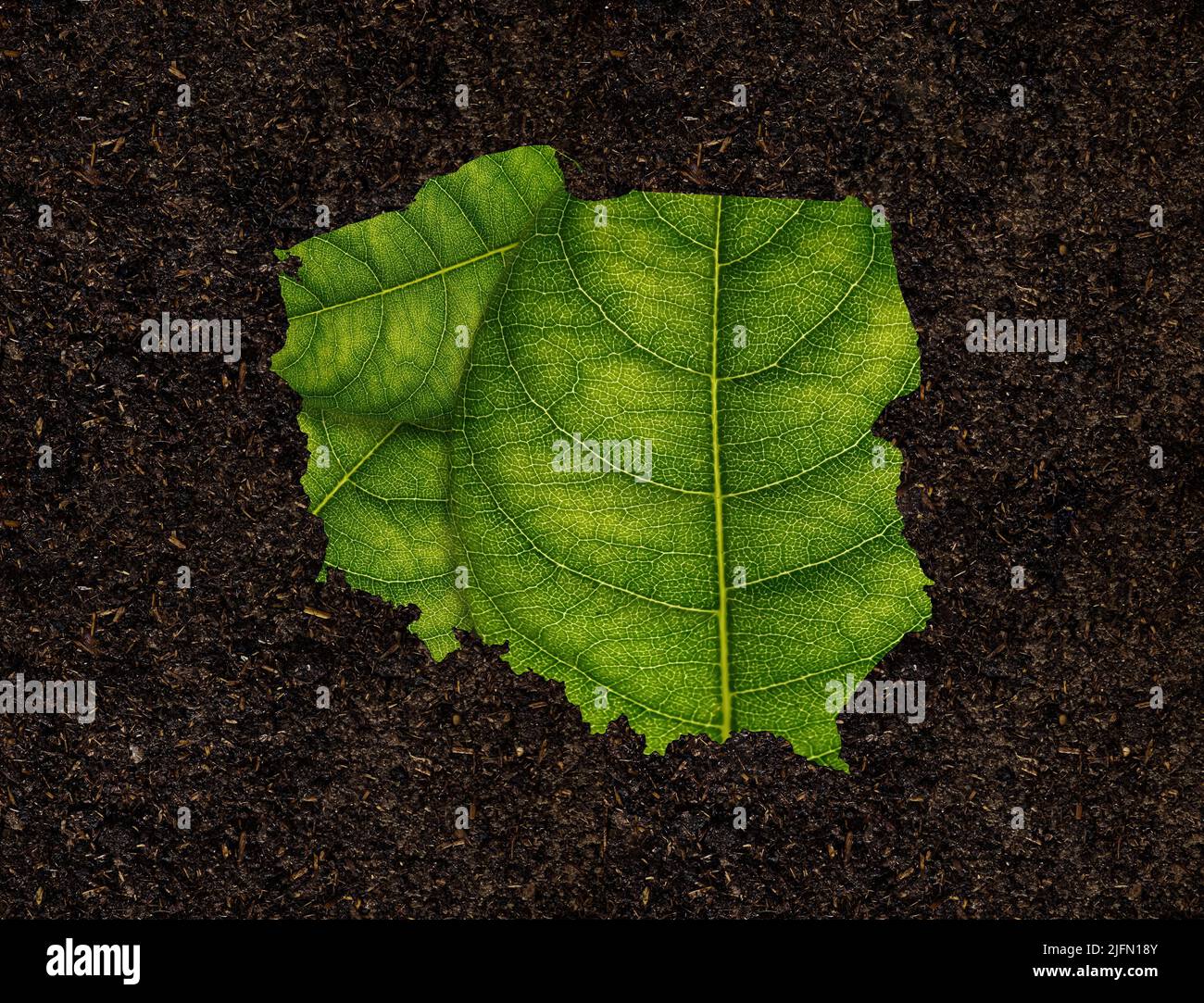 The map of Poland made of green leaves isolated on black background