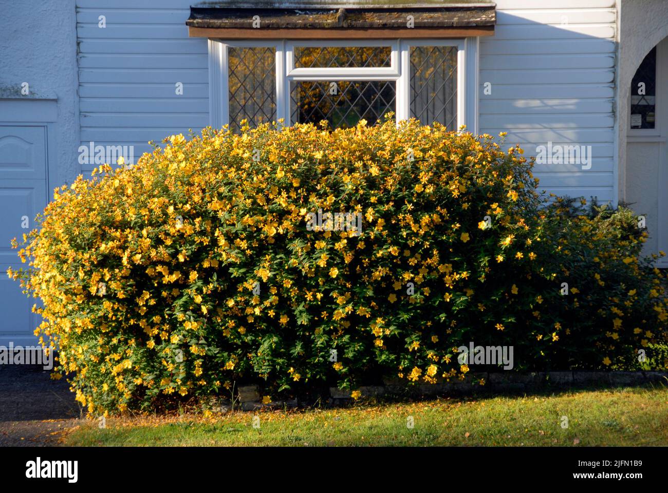 Attractive Rose of Sharon bush in front of north-facing house seen in early morning summer light Stock Photo