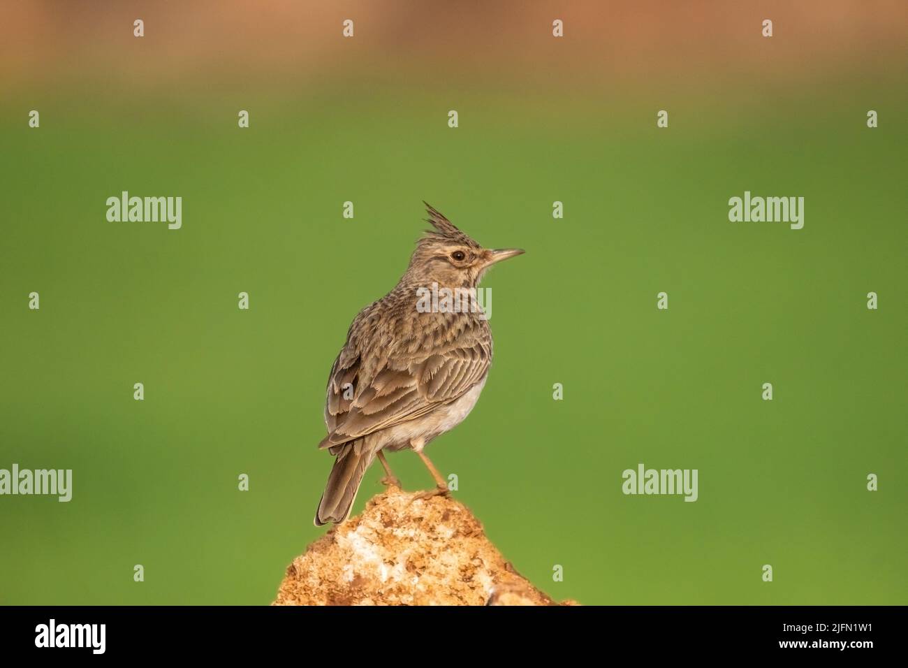 Male Crested Lark in the bush. copy space. Stock Photo