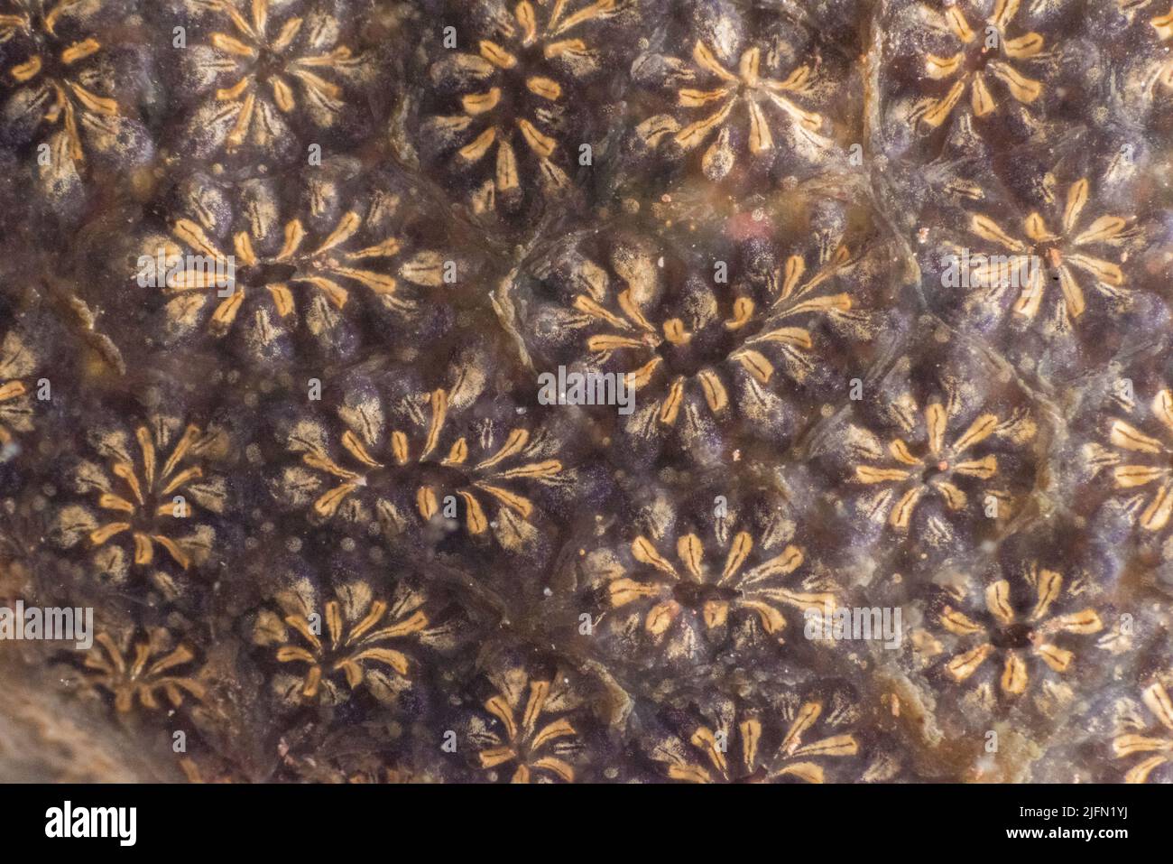 Star ascidian (Botryllus schlosseri), Wa;es, UK Stock Photo