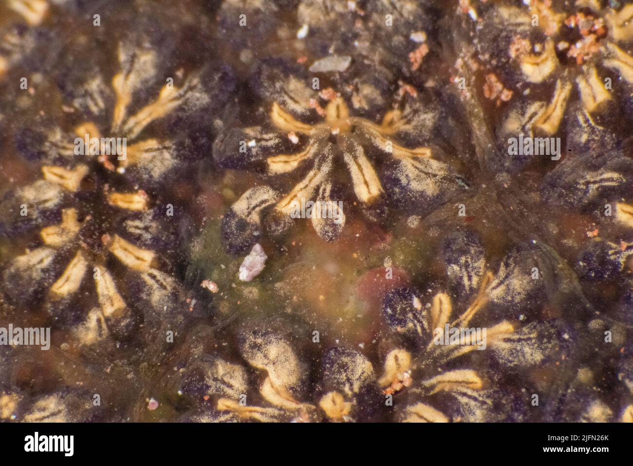Star ascidian (Botryllus schlosseri), Wa;es, UK Stock Photo