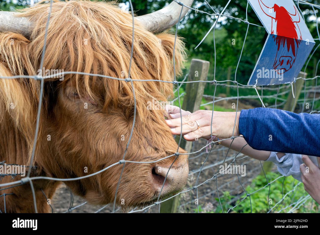 Highland cattle or Highland cow it's a Scottish breed of rustic cattle. It originated in the Scottish Highlands and the Outer Hebrides. Stock Photo