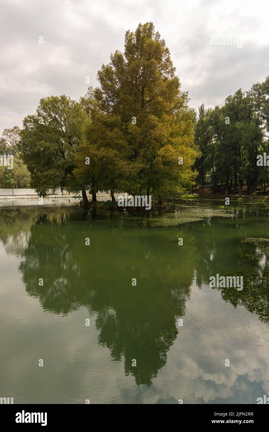A vertical shot of the lake with the reflection of trees and clouds ...