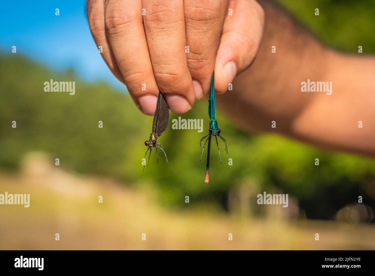 Two Beautiful Demoiselle (Calopteryx Virgo) are between man's fingers. Brown, yellow, blue and green colors. Close-up view animal eyes. Stock Photo