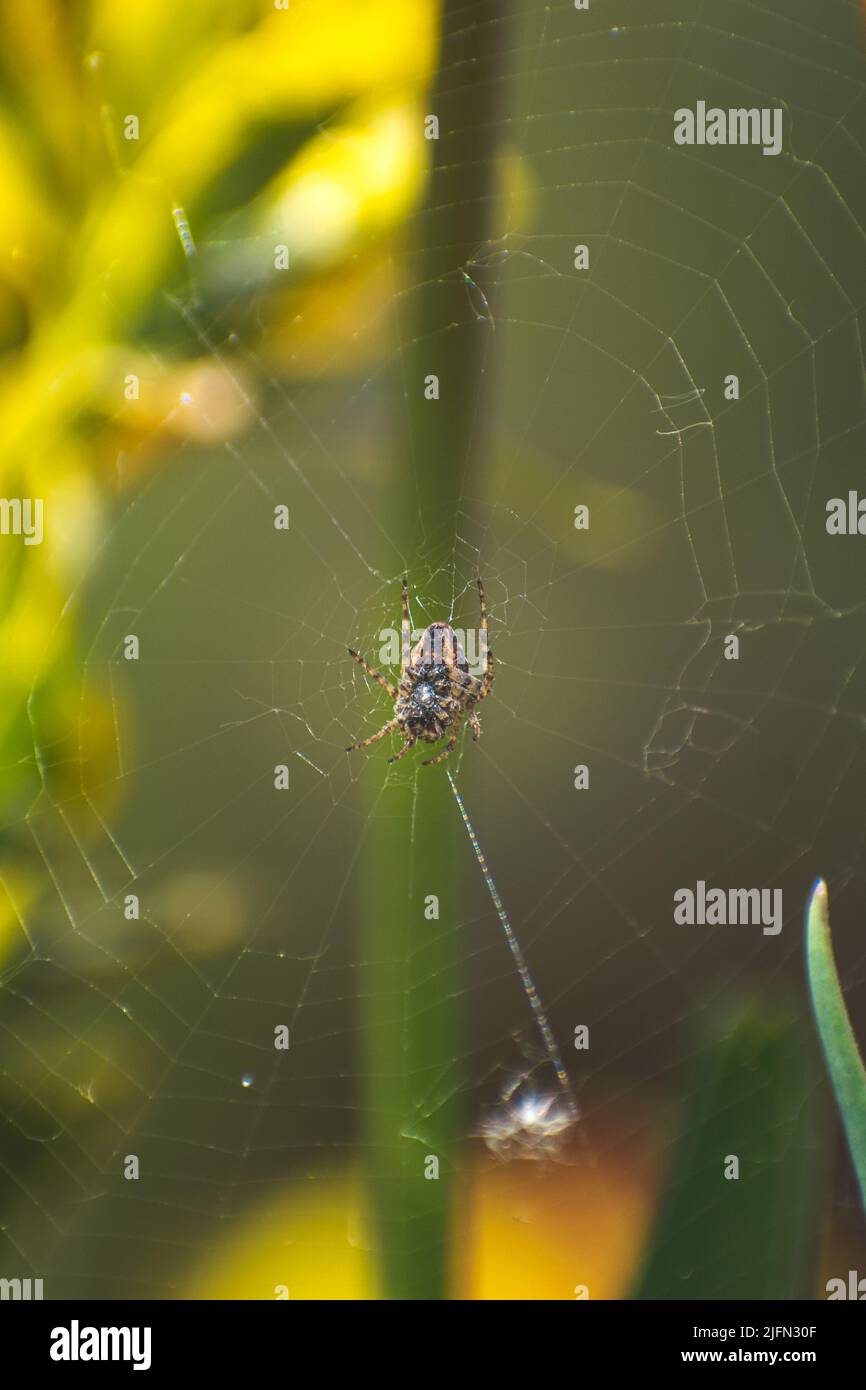 A vertical closeup shot of a spider in the cobweb Stock Photo - Alamy