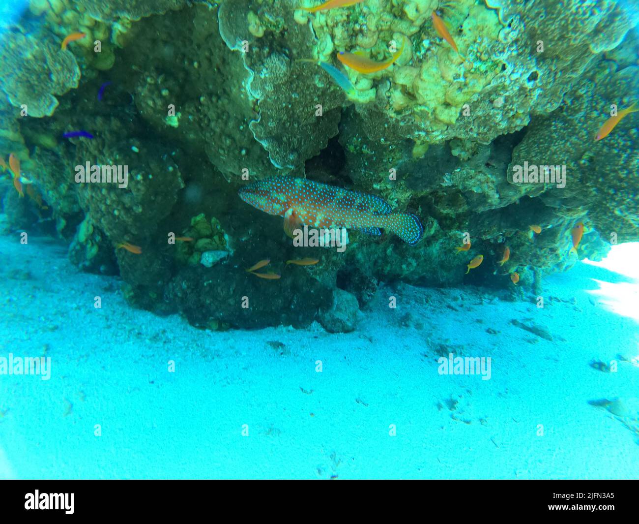 Fish swimming in the Red Sea, colorful fish, Eilat Israel Stock Photo