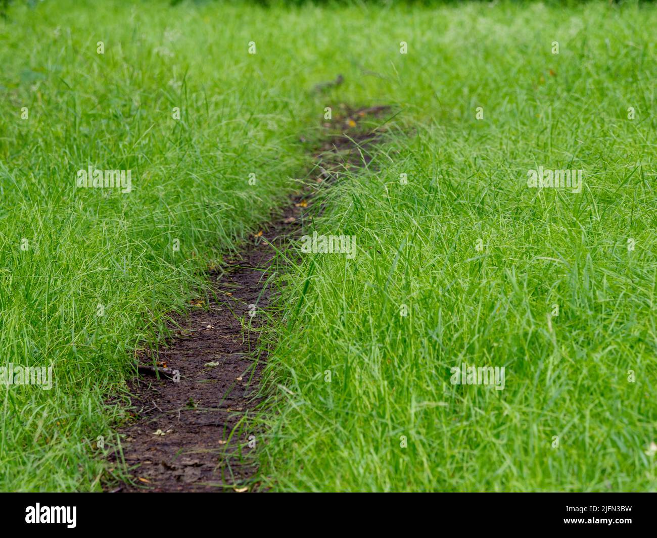 Dirt road through tall grass hi-res stock photography and images - Alamy