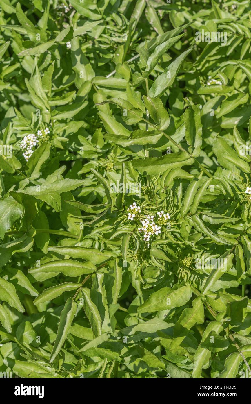 White crucifer-form flower clusters of some form of Watercress / Nasturtium officinale, Rorippa nasturtium aquaticum [see Notes] in fast running H2O. Stock Photo