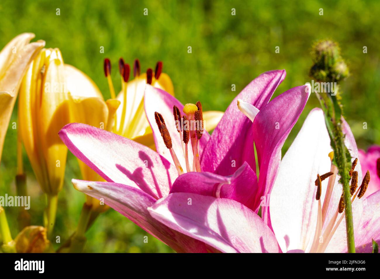 Field of pink lilies hi-res stock photography and images - Alamy