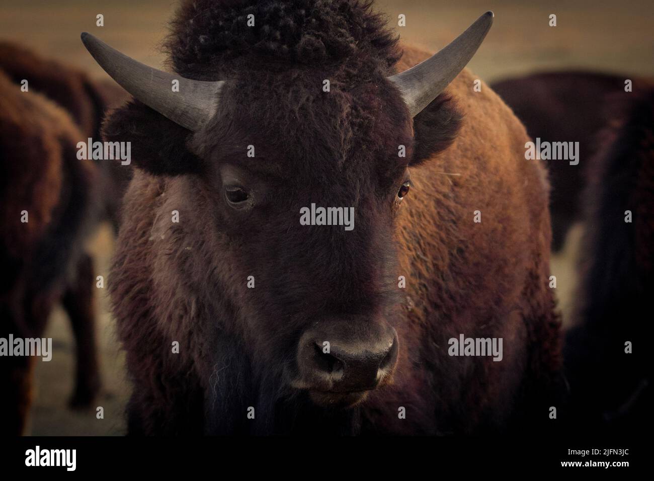 A portrait of an American bison (Bison bison) on the farmland in ...