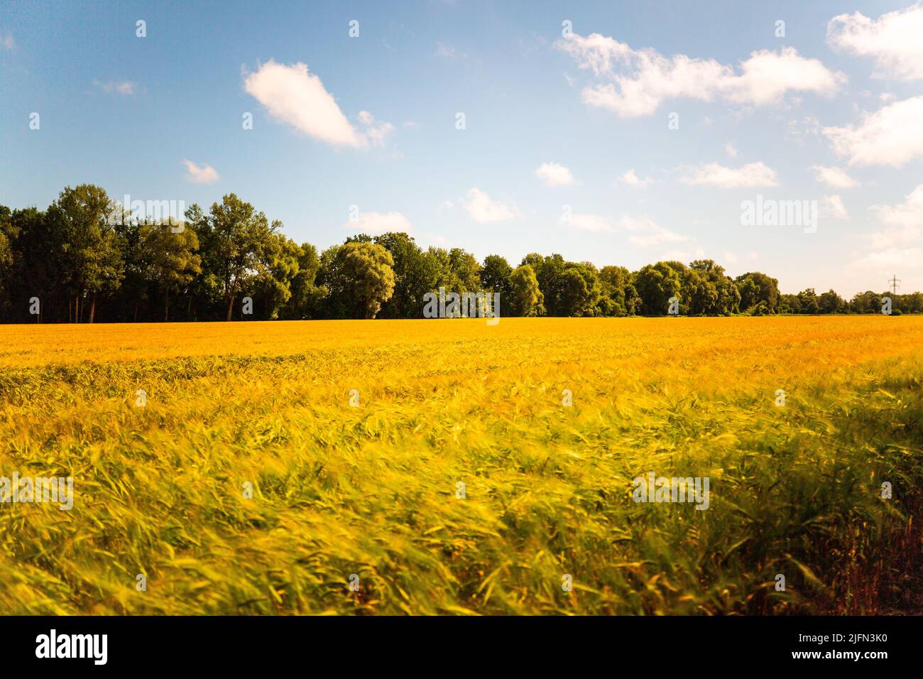 Wheat field with clouds and blue sky Stock Photo - Alamy