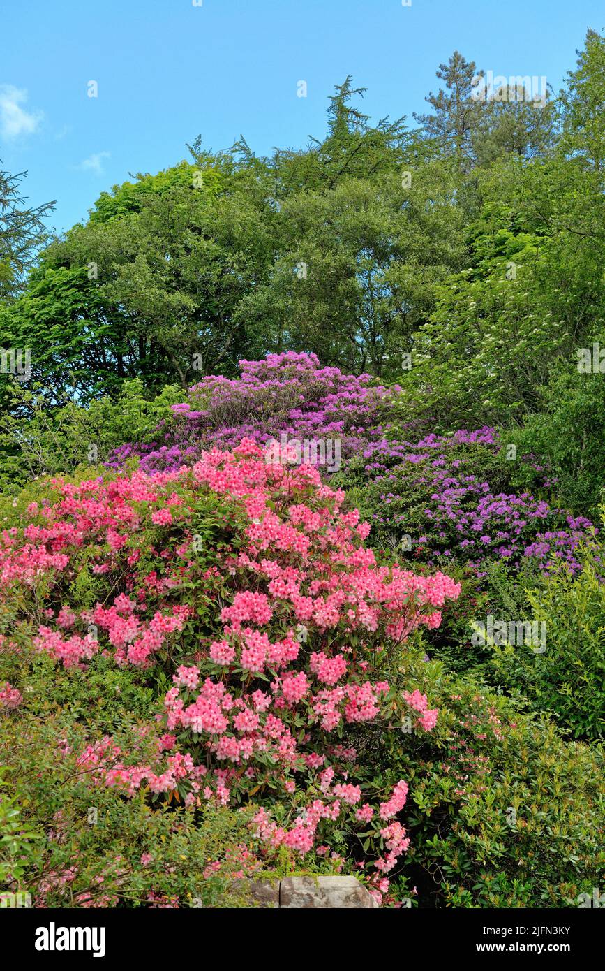 Colourful flowering Rhododendrons growing in the wild in the Lake District in Eskdale Cumbria England UK Stock Photo