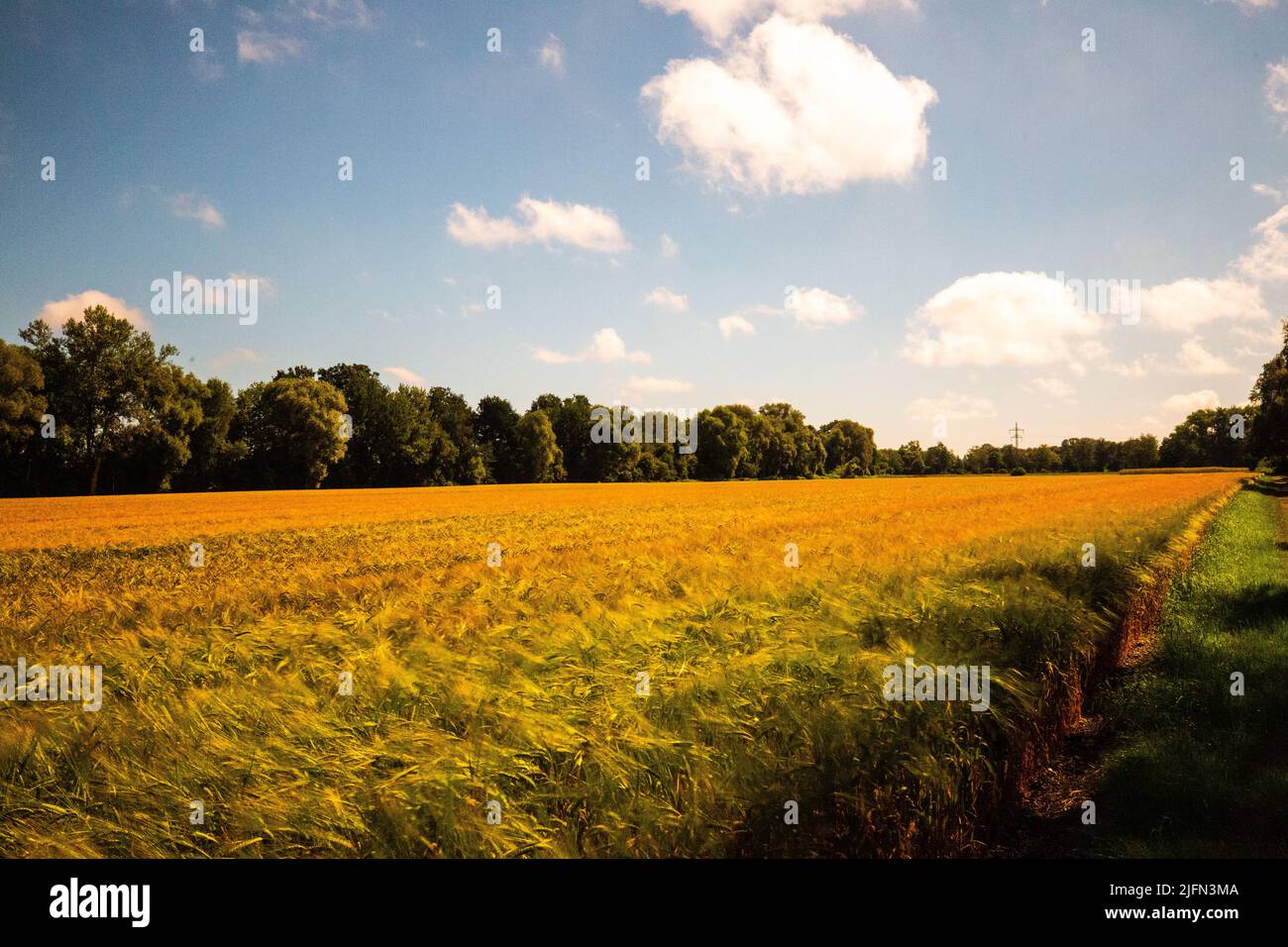 Wheat field with clouds and blue sky Stock Photo - Alamy