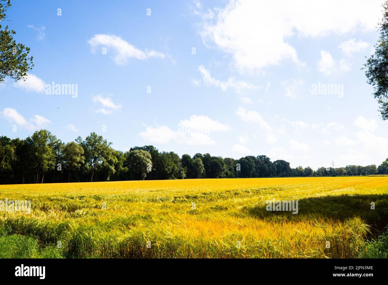 Wheat field with clouds and blue sky Stock Photo - Alamy