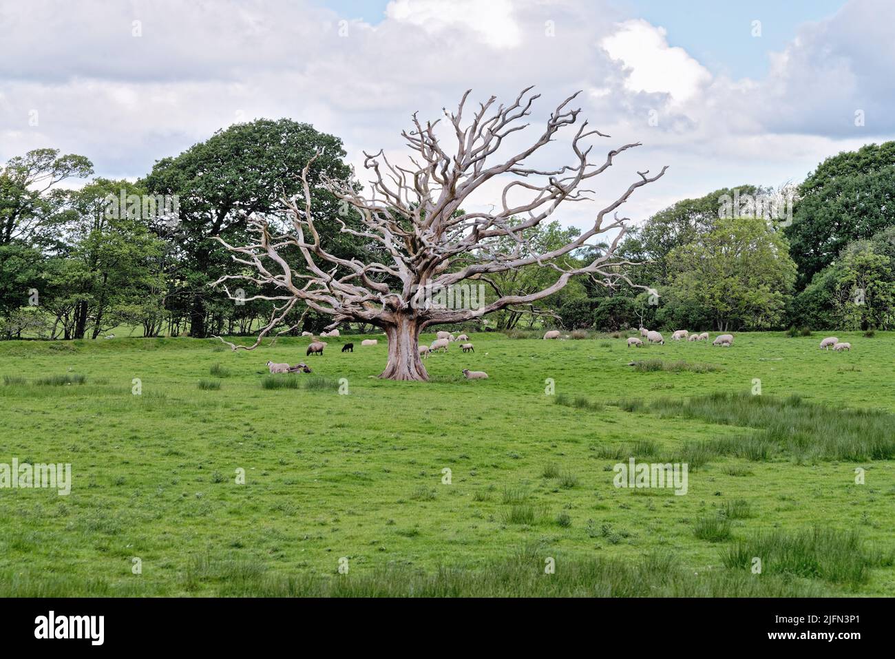 A dead and very dried out oak tree in a field of grazing sheep near Muncaster Lake District Cumbria England UK Stock Photo