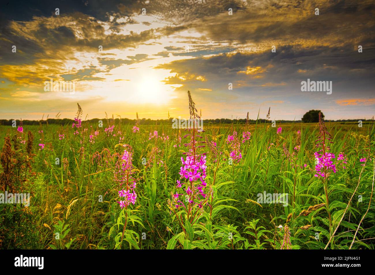 Drents landscape near Rolder Diep during sunset with blooming hairy fireweed, Epilobium hirsutum, against a background of warm light setting sun and g Stock Photo