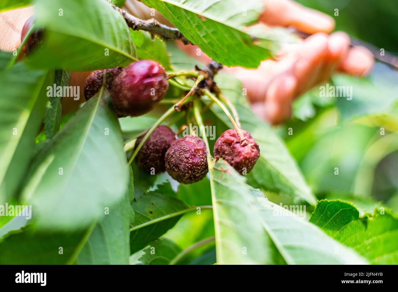 Cherry fruits on a tree affected by gray rot. Disease moniliosis on ripe berries. Stock Photo