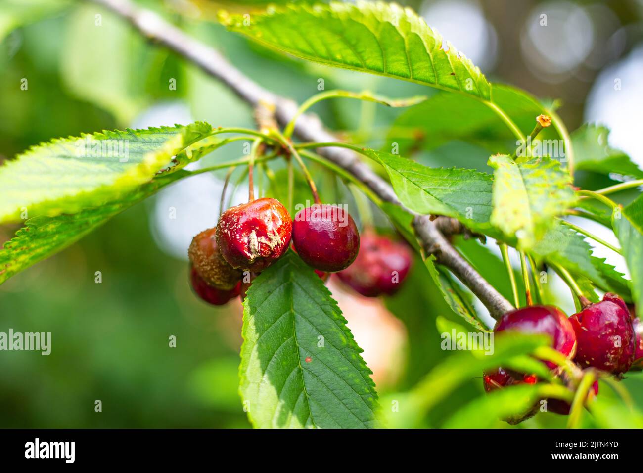 Cherry berries on a tree branch affected by gray rot. Disease moniliosis on ripe fruits. Stock Photo