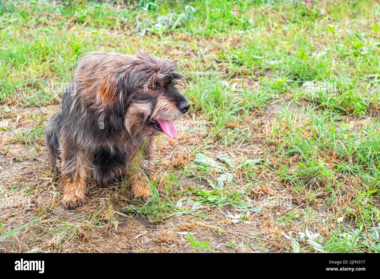 when can puppies thermoregulate