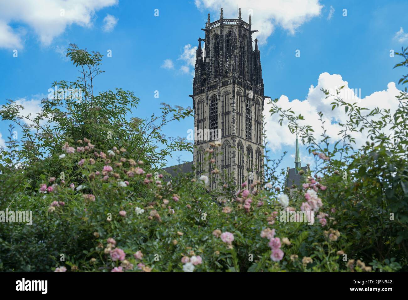 St. Salvator Church Duisburg behind a rose hedge, the Gothic basilica is today a Protestant city church, blue sky with white clouds, Germany, Europe, Stock Photo
