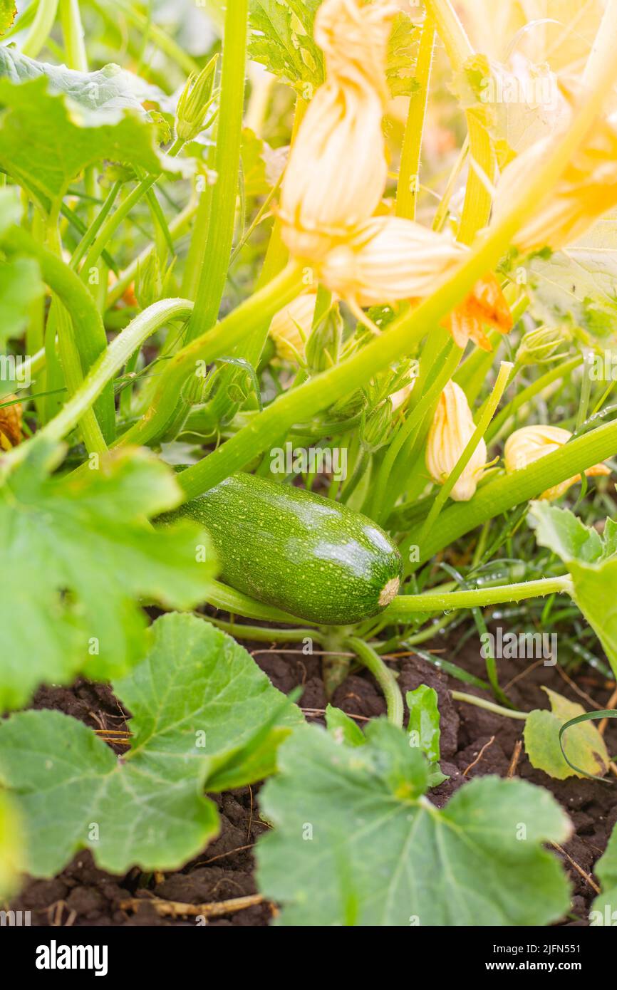 Zucchini grows on a bush. A young plant with yellow flowers and
