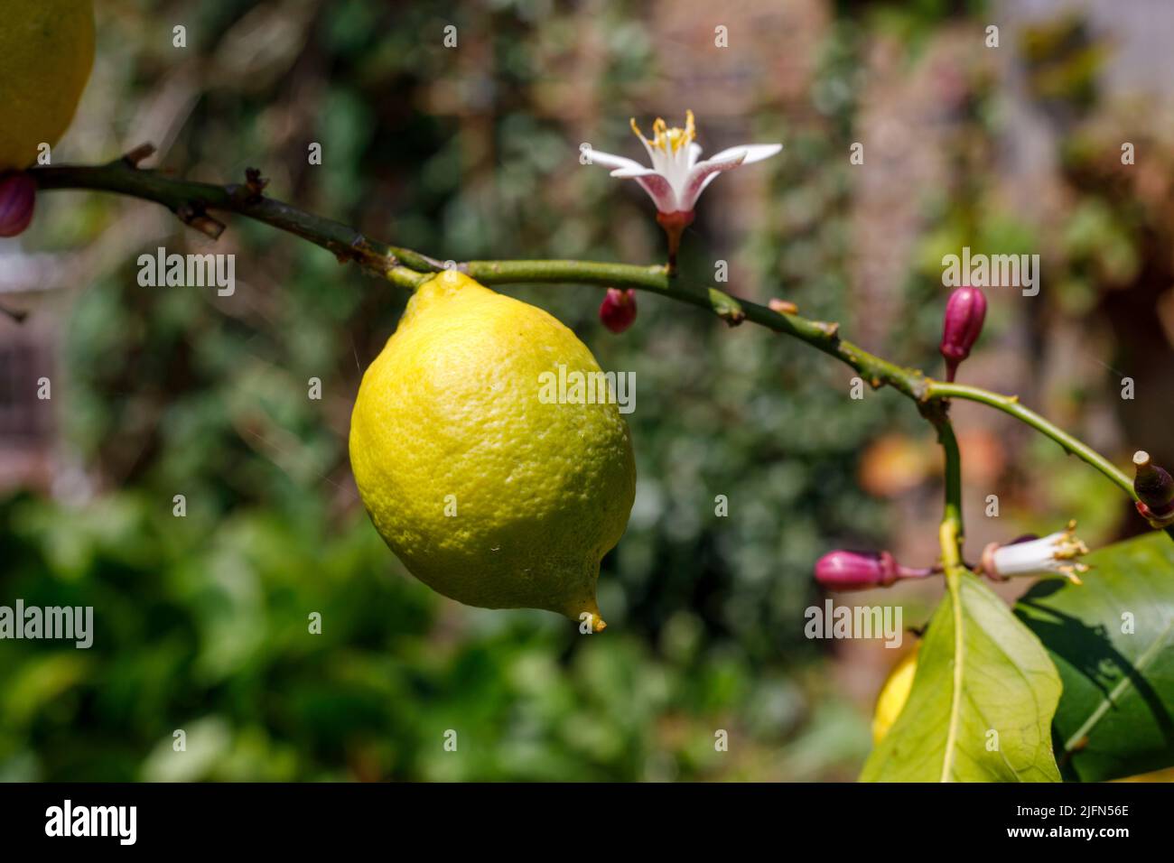 Fresh lemon fruit and flower growing on a lemon tree. Species Lemon 4