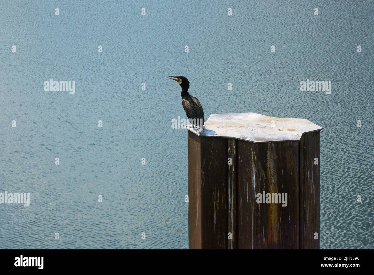Great cormorant (Phalacrocorax carbo), known as black shag, sitting on a metal pillar above a wide water surface, large copy space Stock Photo