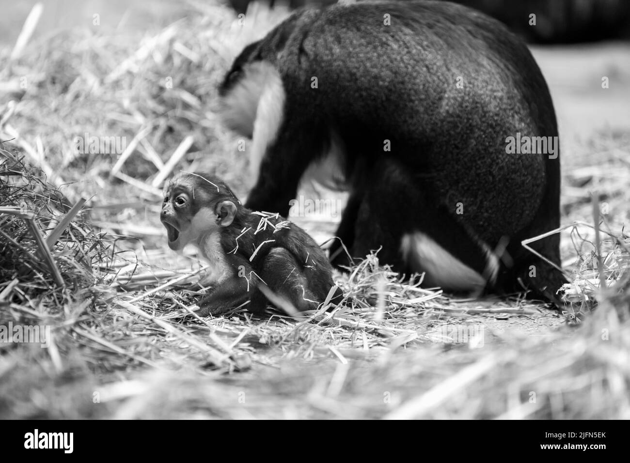 A closeup grayscale shot of a baby monkey with its parent on dry grass Stock Photo