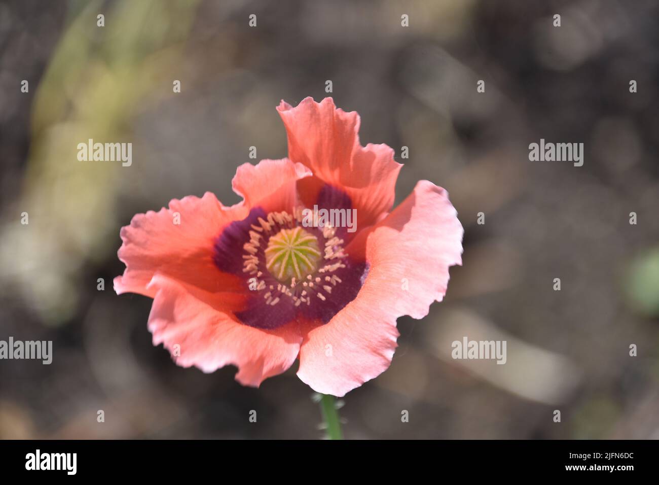 Beautiful look into the center of a pink blooming poppy flower blossom