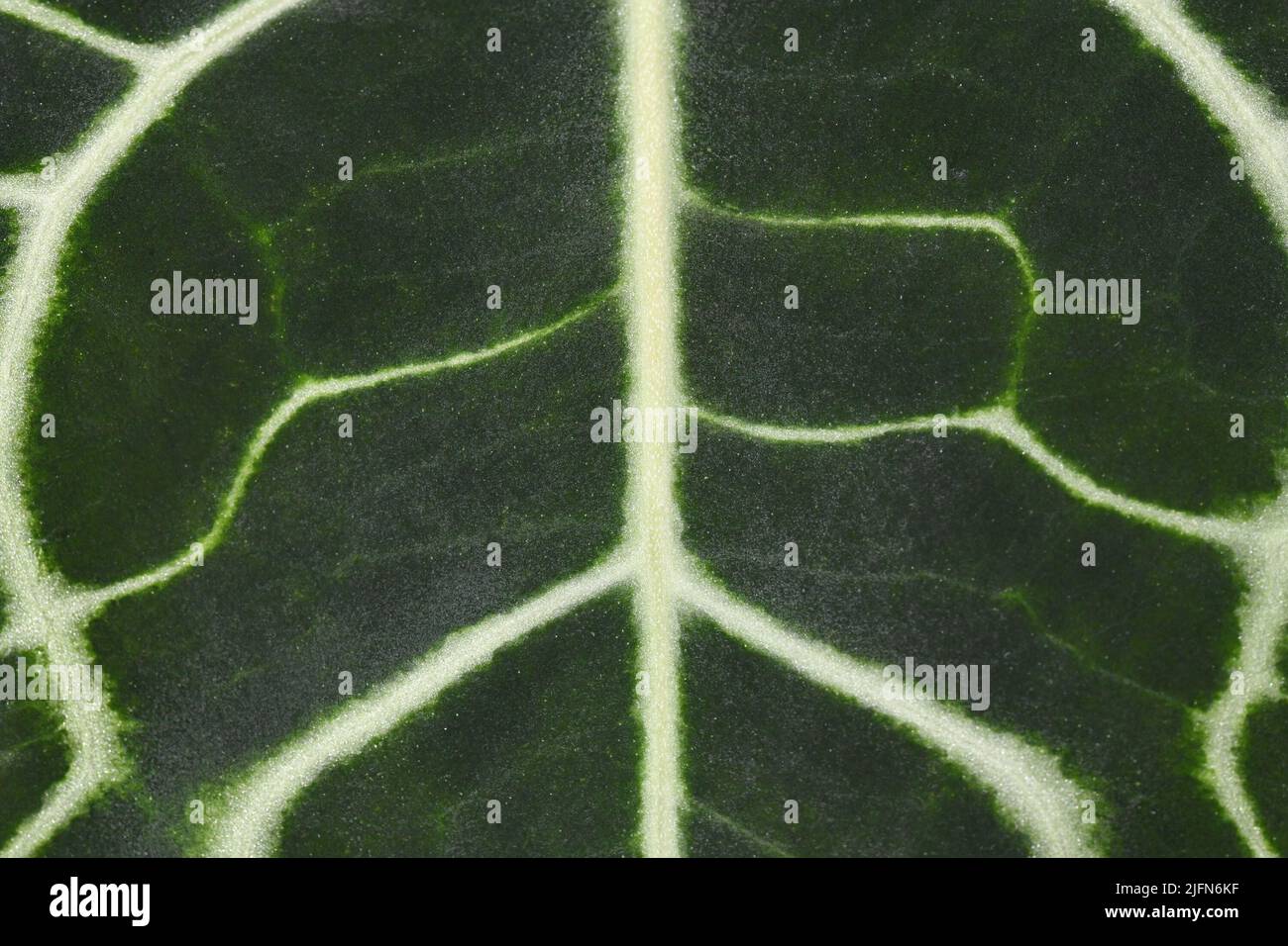 Close up of tropical 'Anthurium Clarinervium' houseplant leaf Stock Photo