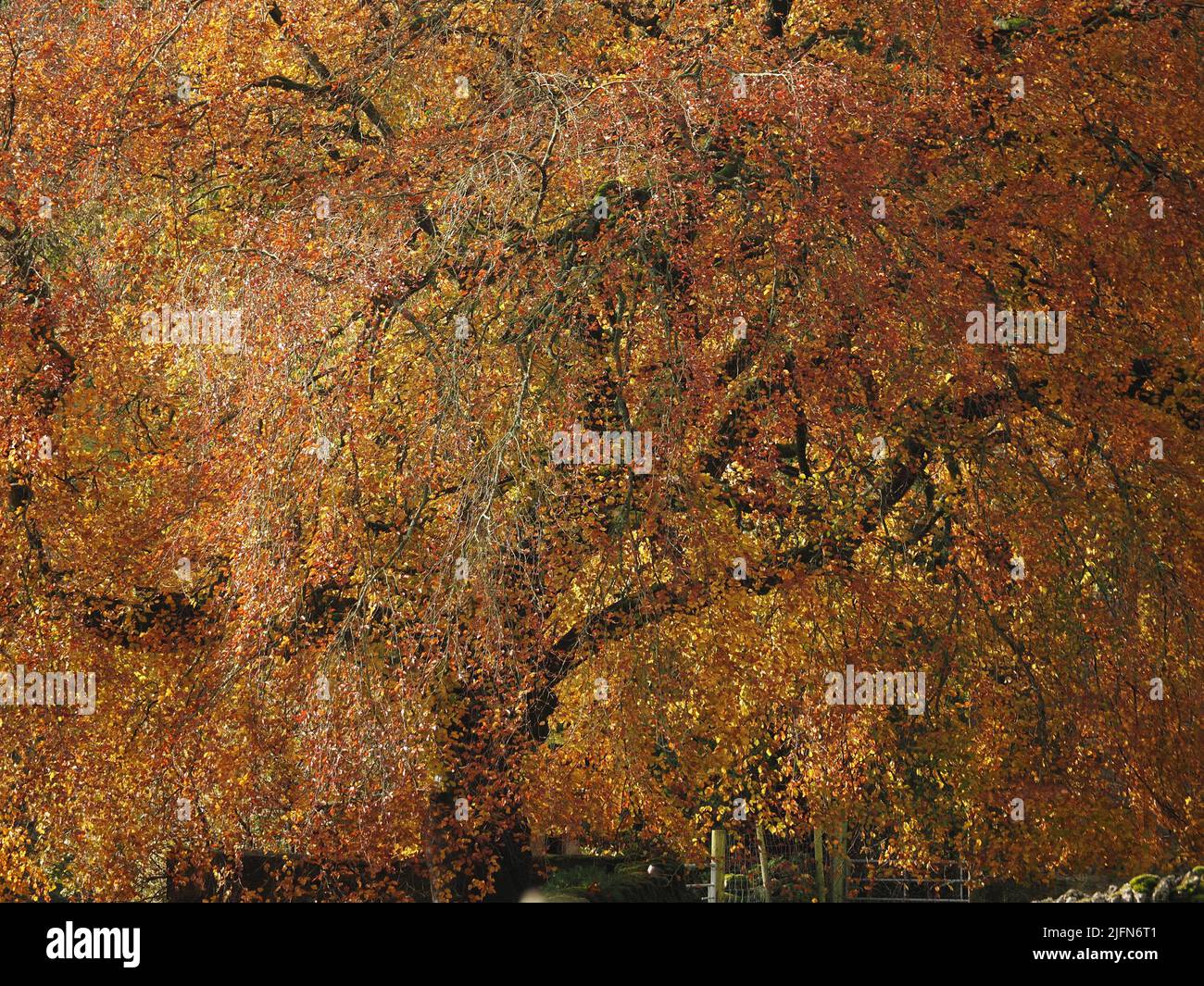 abstract pattern of copper beech tree canopy in Autumn with heavy shaded branches breaking up golden shades of fall foliage - Cumbria, England, UK Stock Photo